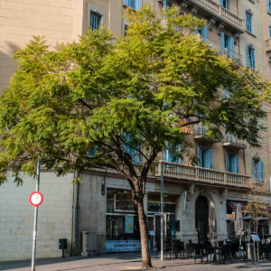zura Jacaranda