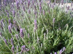 zura Lavanda dentada, alhucema rizada