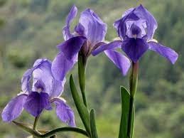 zura Lirio