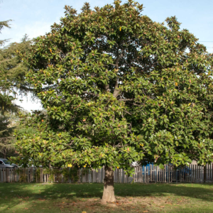 zura Magnolio, magnolio común