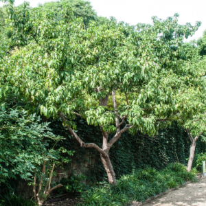 zura Melocotonero
