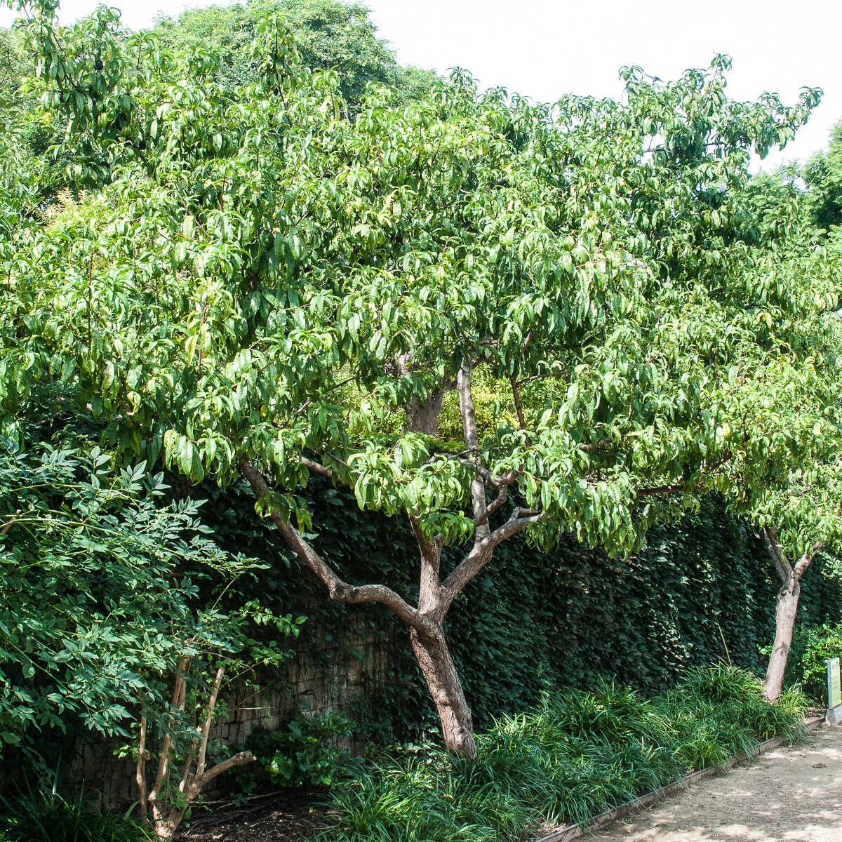 zura Melocotonero