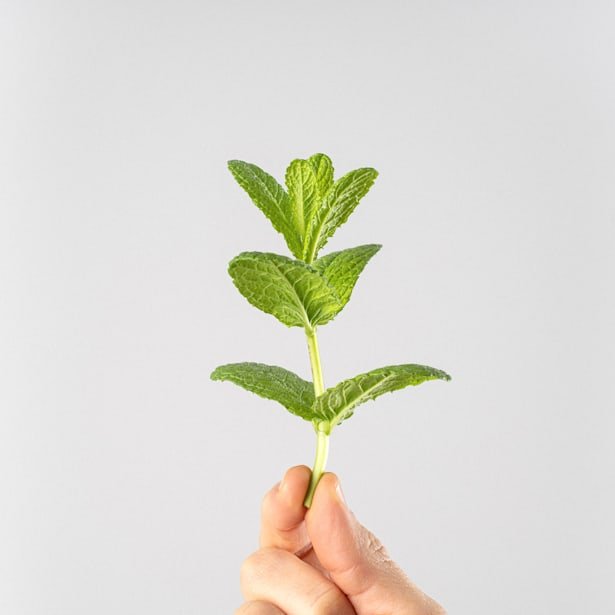 zura Menta suaveolens - Planta aromática