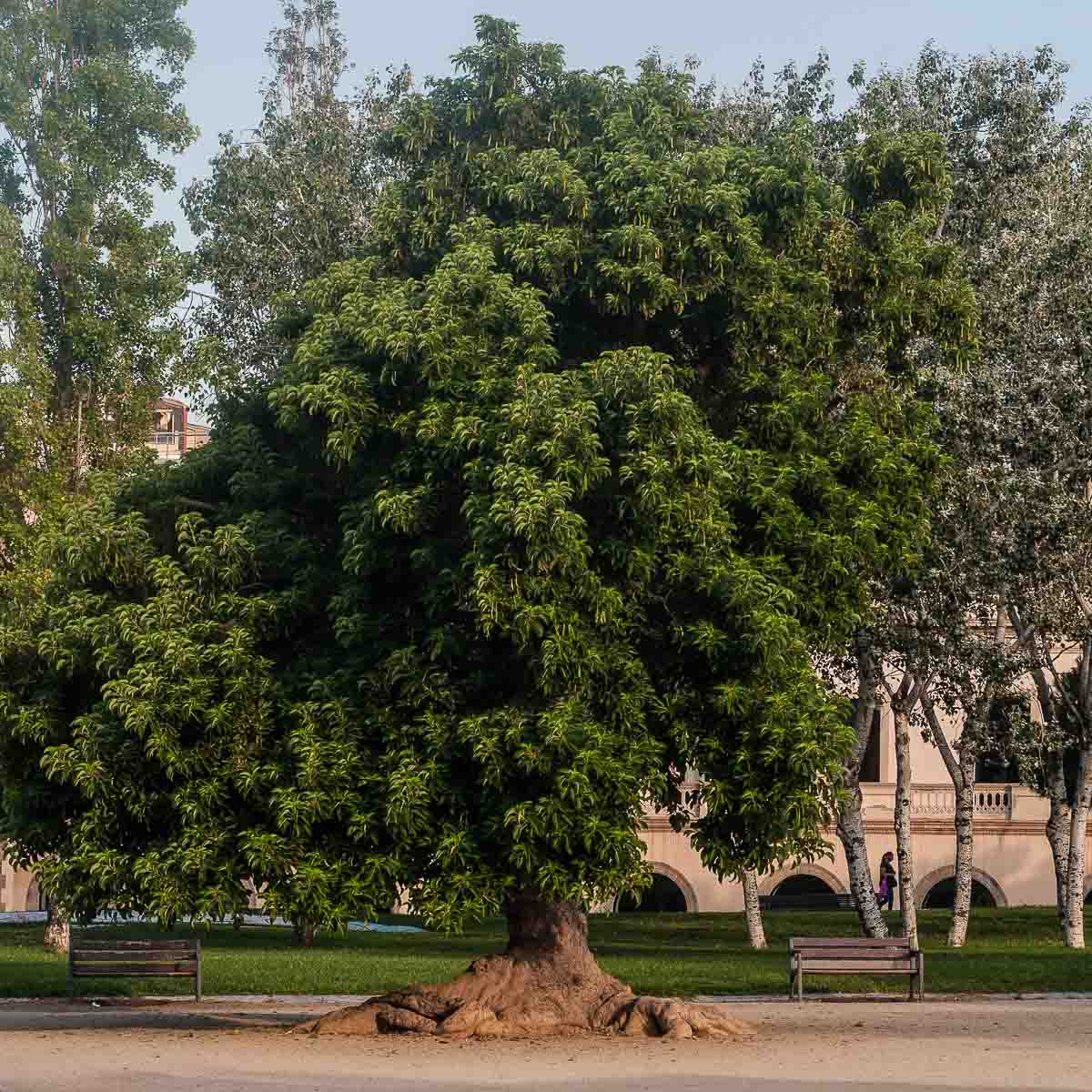 zura Ombú