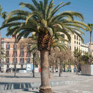 zura Palmera canaria