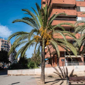 zura Palmera datilera