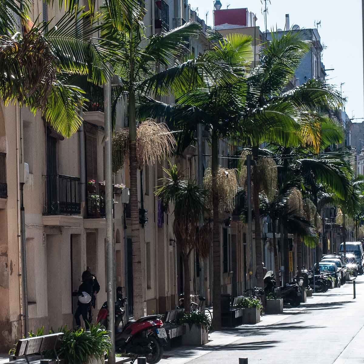 zura Palmera de Cunningham