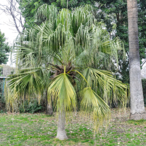 zura Palmera de abanico china, palmera de abanico de China