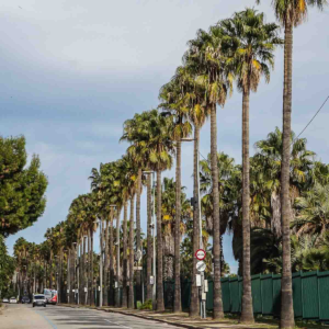 zura Palmera de abanico mejicana