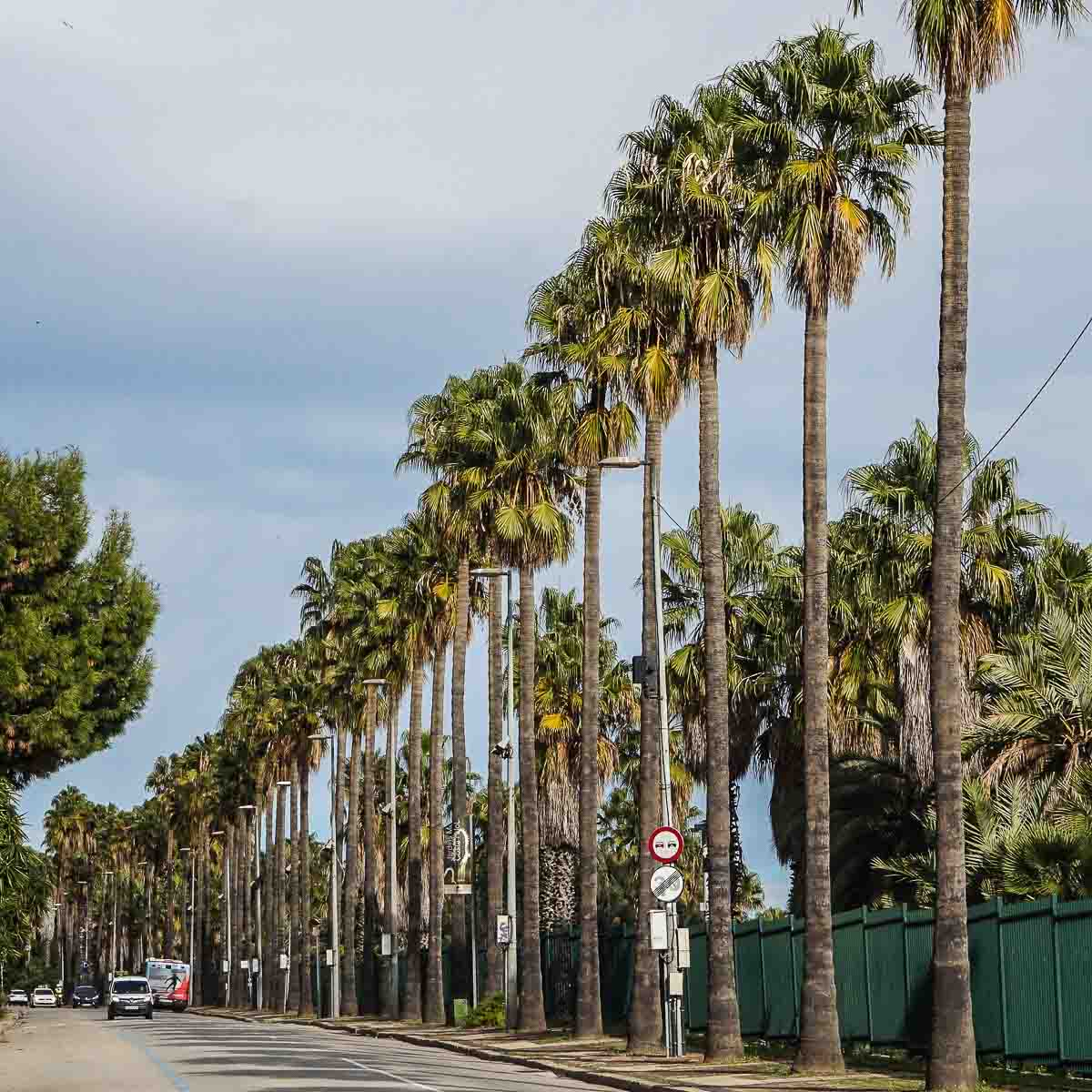 zura Palmera de abanico mejicana