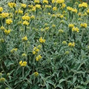 zura Salvia de Jerusalén