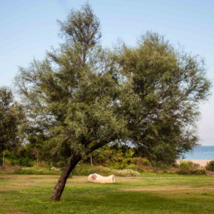 zura Tamarindo, tamariz de Francia