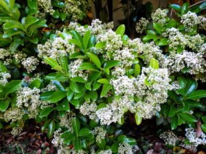 zura Viburnum lucidum